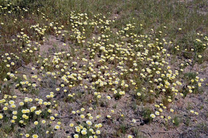 Smooth Desertdandelion plants are generally low growing with stems spreading out horizontally. Plants grow from 4 to 16 inches (10-41 cm) or more. Malacothrix glabrata